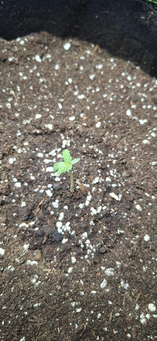 Auto purple couskush 2025. Week 0 - 01/01