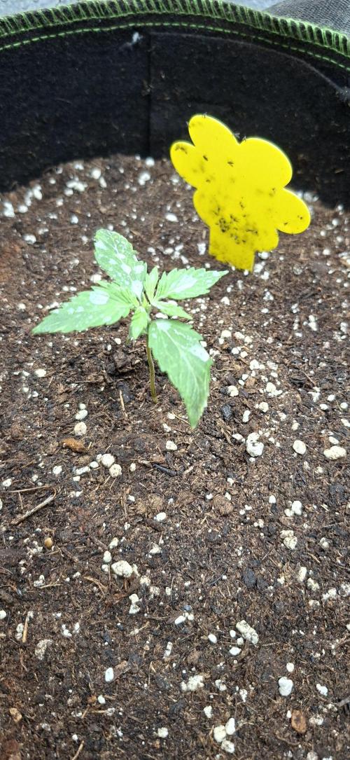 Auto purple couskush 2025. Week 1