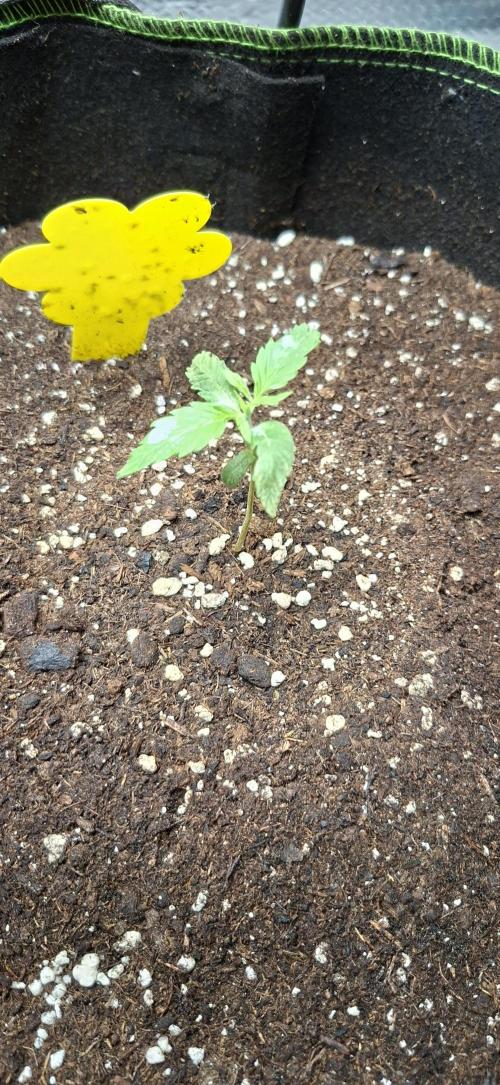 Auto purple couskush 2025. Week 1