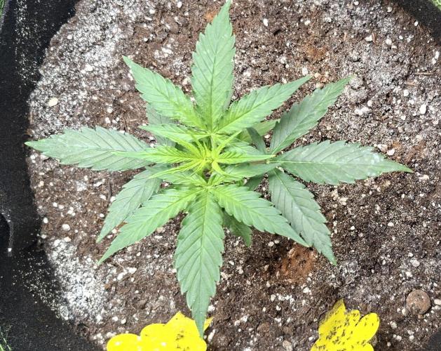 Auto purple couskush 2025. Week 3