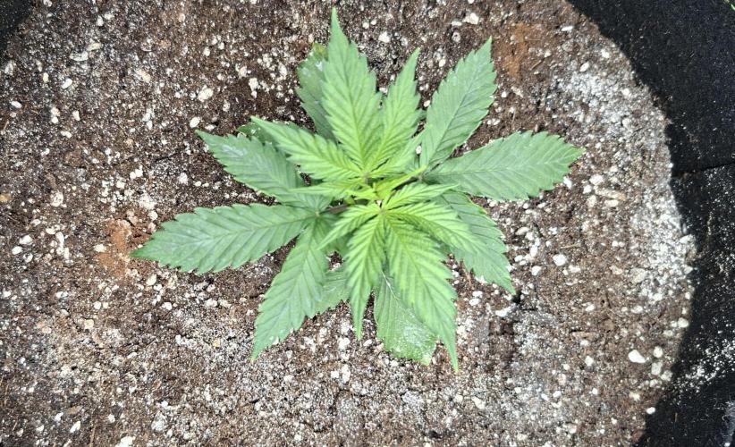 Auto purple couskush 2025. Week 3