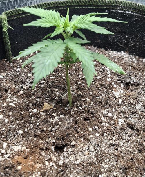 Auto Purple CousKush. Week 3