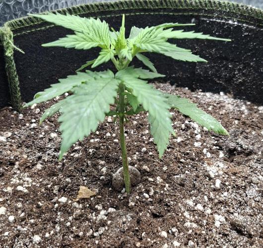 Auto purple couskush 2025. Week 3