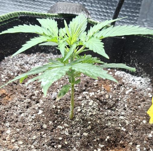 Auto purple couskush 2025. Week 3