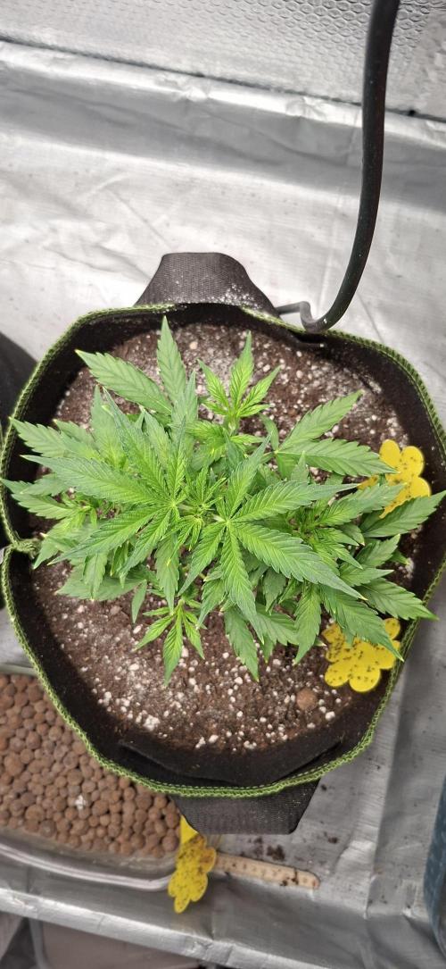 Auto purple couskush 2025. Week 4