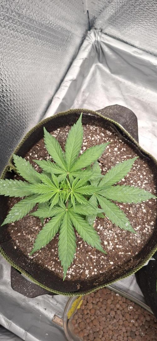 Auto purple couskush 2025. Week 4