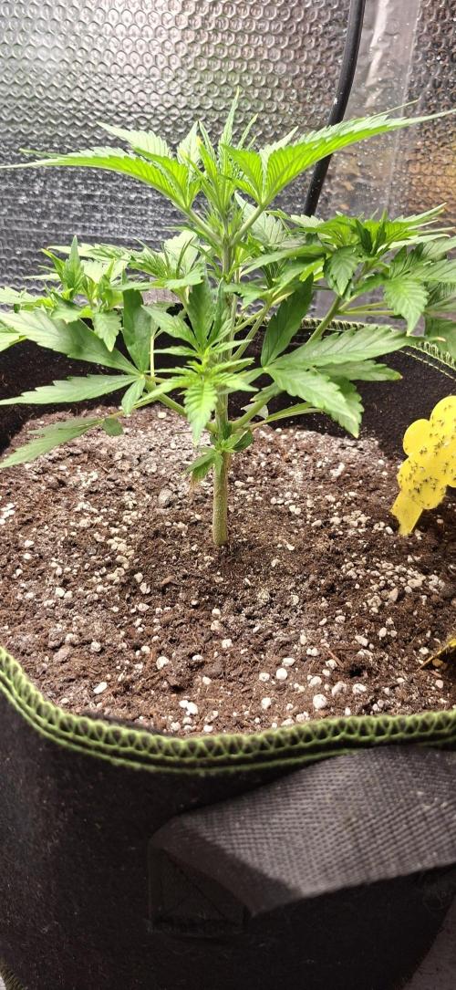 Auto purple couskush 2025. Week 4