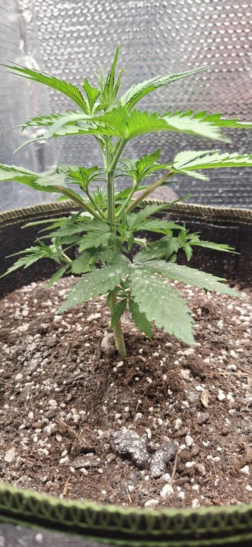 Auto purple couskush 2025. Week 4