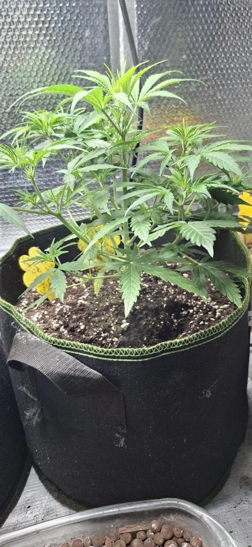 Auto purple couskush 2025. Week 5