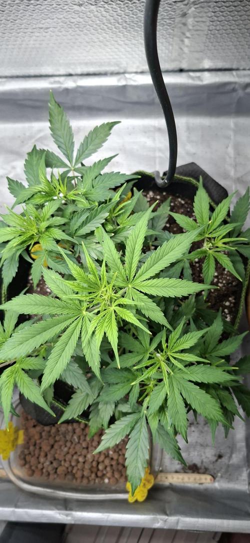 Auto purple couskush 2025. Week 5