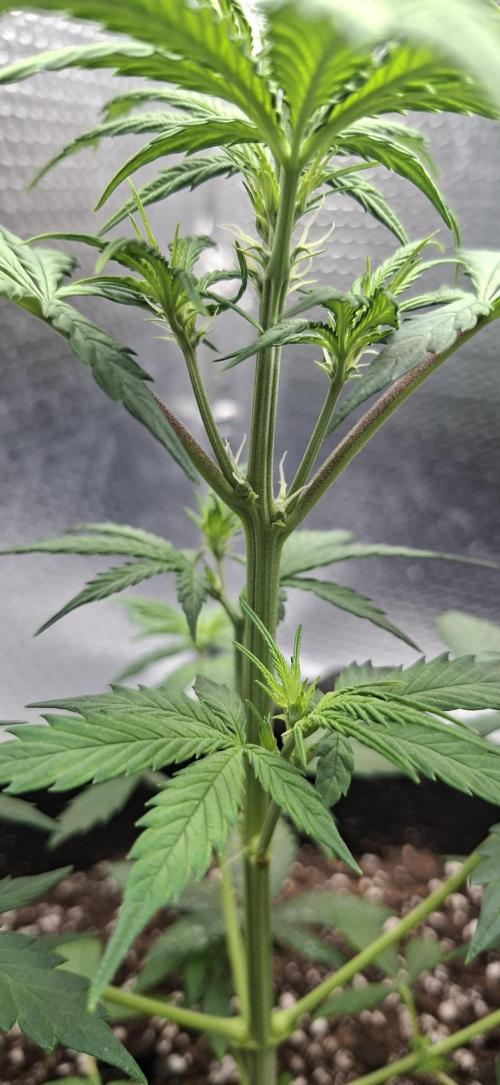 Auto purple couskush 2025. Week 5