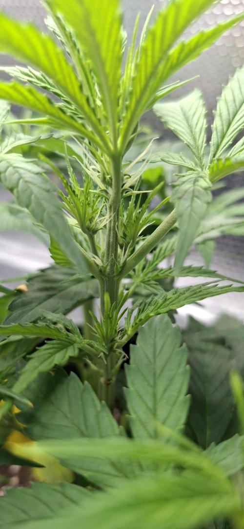 Auto purple couskush 2025. Week 5