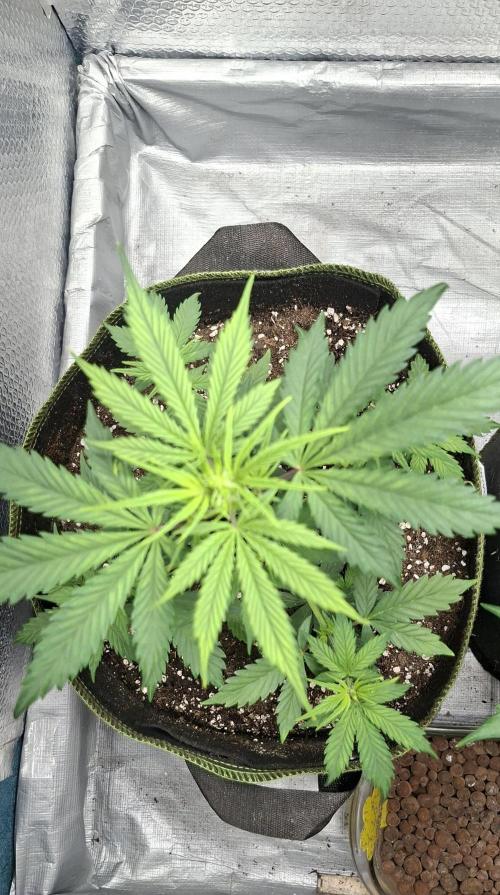 Auto purple couskush 2025. Week 5