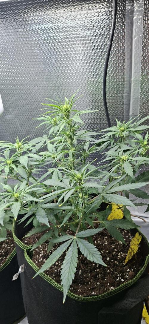 Auto purple couskush 2025. Week 6