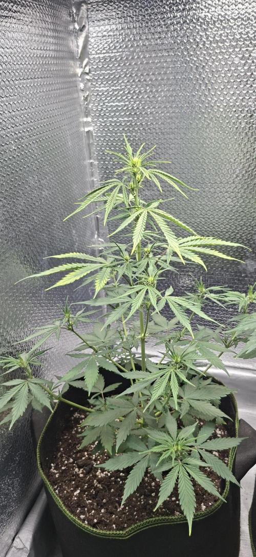 Auto purple couskush 2025. Week 6