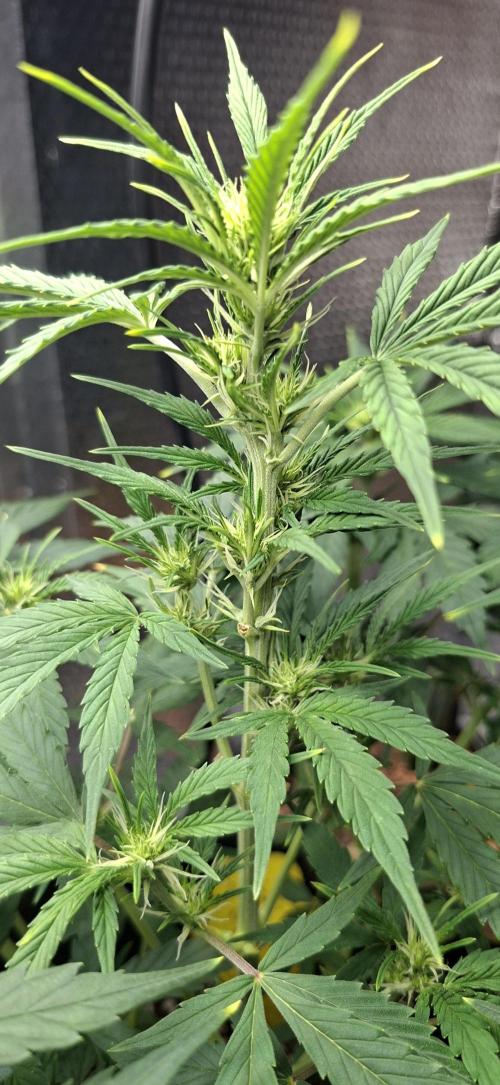 Auto purple couskush 2025. Week 6