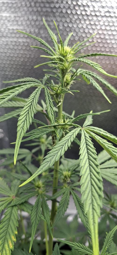 Auto purple couskush 2025. Week 6