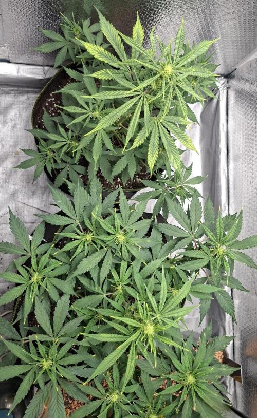 Auto purple couskush 2025. Week 6