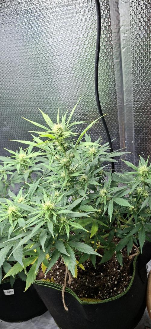 Auto purple couskush 2025. Week 7