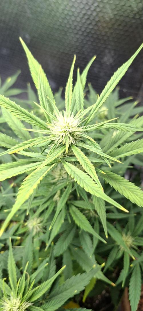 Auto purple couskush 2025. Week 7