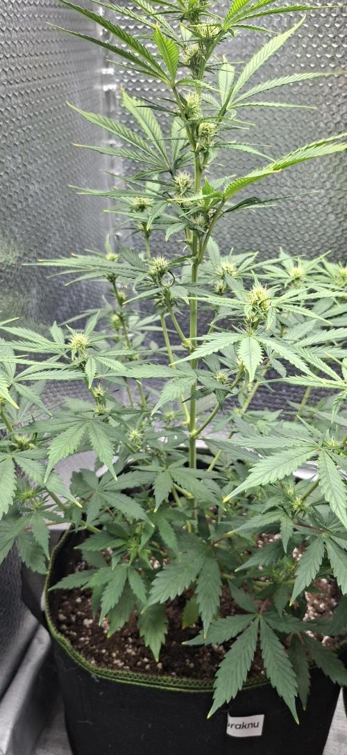 Auto purple couskush 2025. Week 7