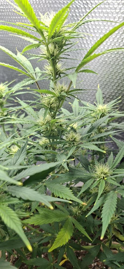 Auto purple couskush 2025. Week 7