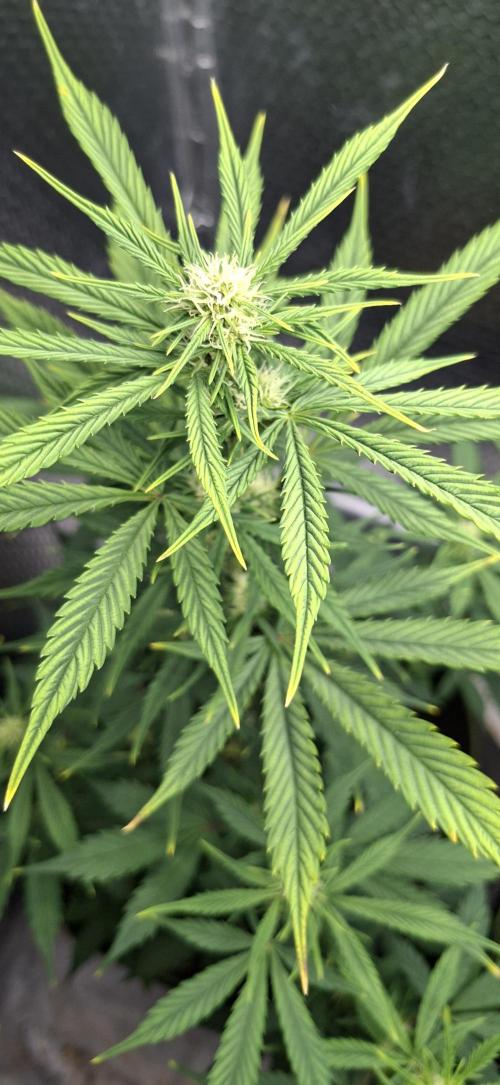 Auto purple couskush 2025. Week 7