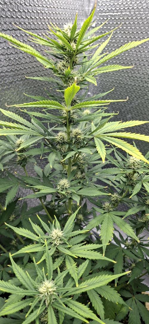 Auto purple couskush 2025. Week 8