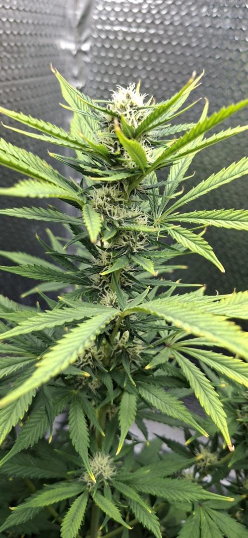 Auto purple couskush 2025. Week 8