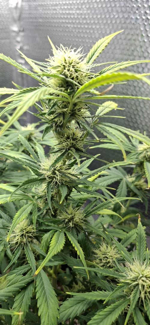 Auto purple couskush 2025. Week 8