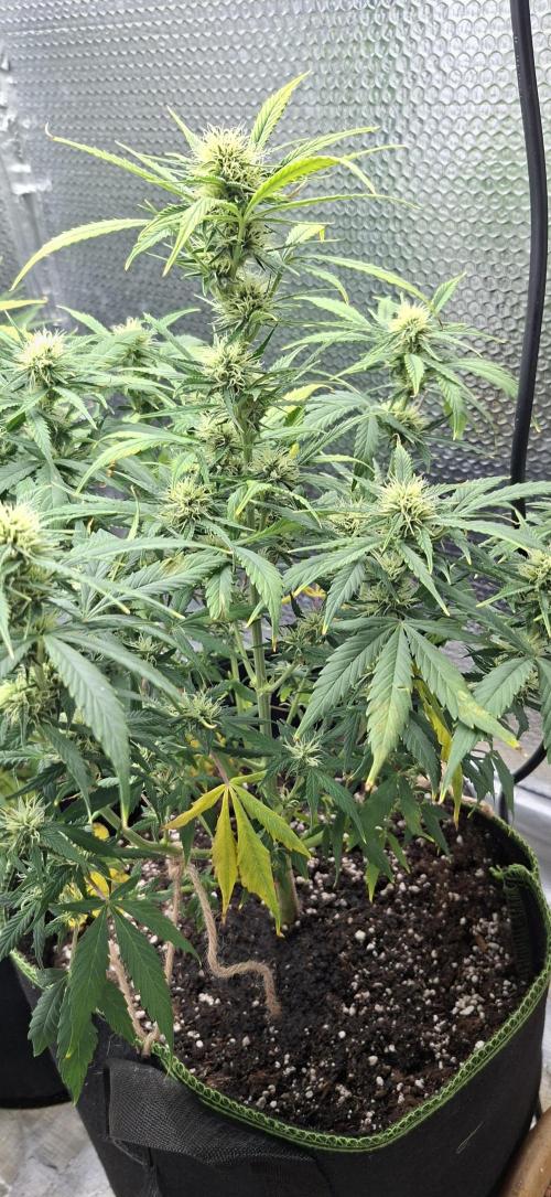 Auto purple couskush 2025. Week 8
