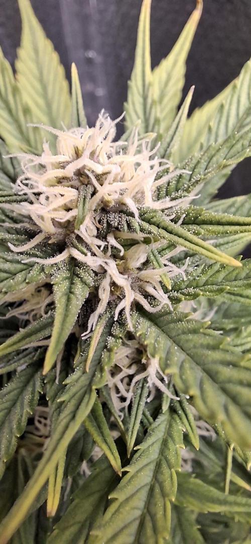 Auto purple couskush 2025. Week 8