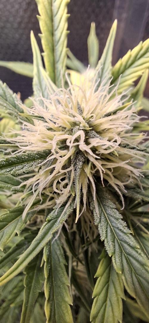 Auto purple couskush 2025. Week 8