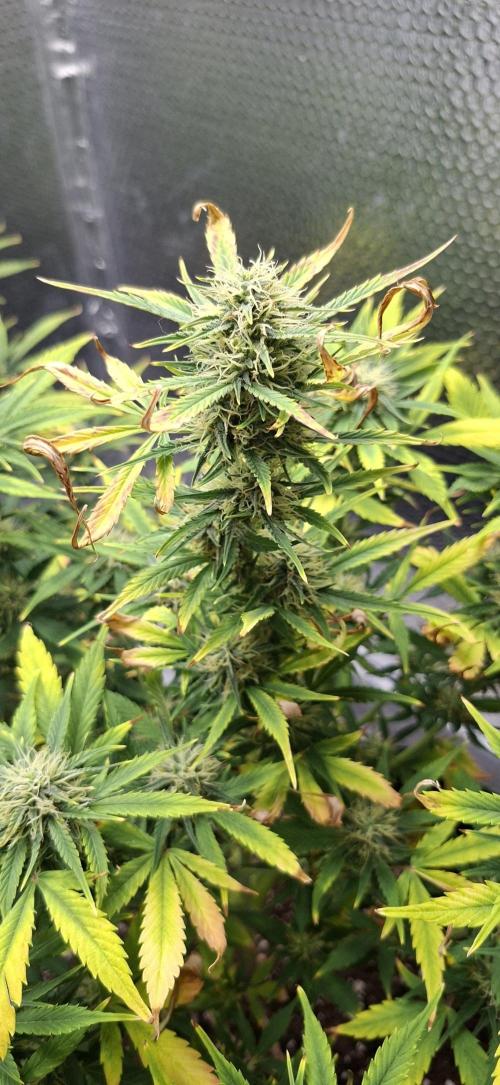 Auto purple couskush 2025. Week 9