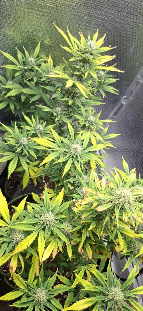Auto purple couskush 2025. Week 9