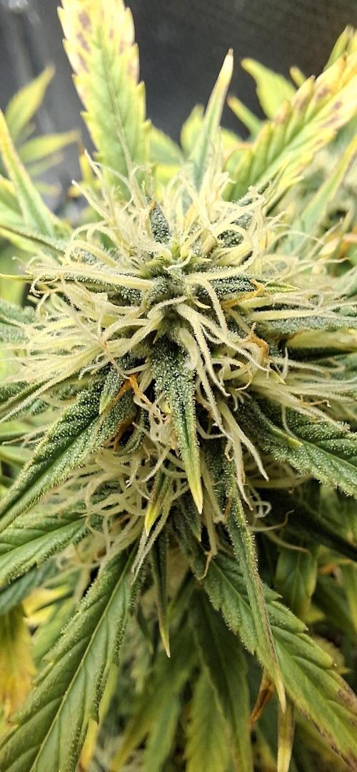 Auto purple couskush 2025. Week 9
