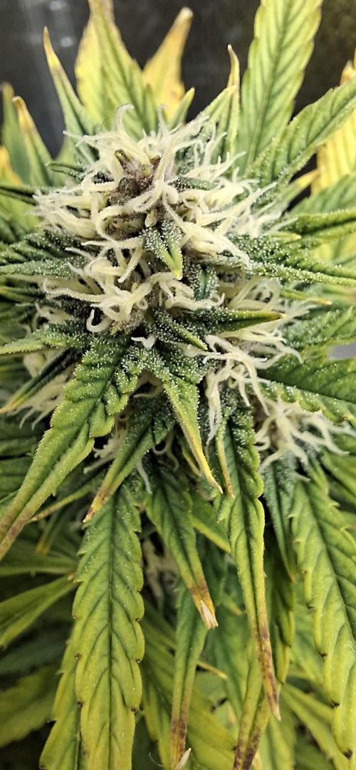 Auto purple couskush 2025. Week 9