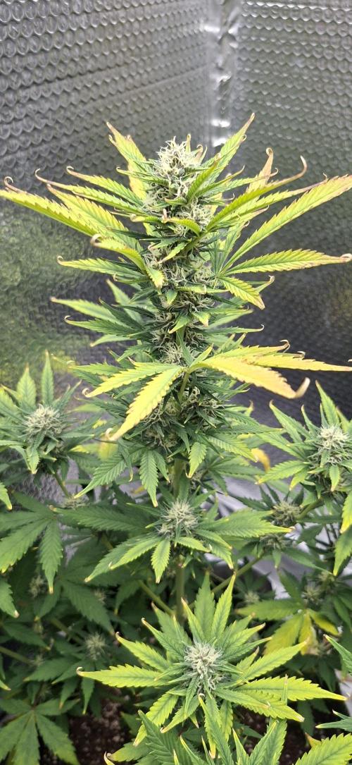 Auto purple couskush 2025. Week 9