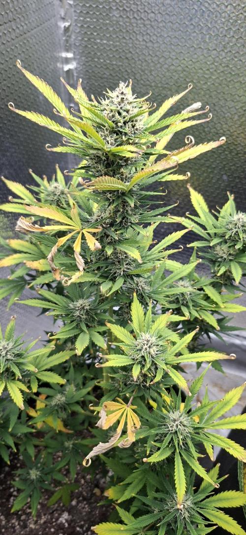 Auto purple couskush 2025. Week 10