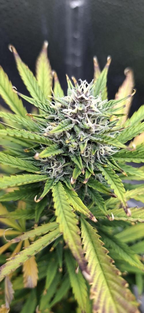 Auto purple couskush 2025. Week 10