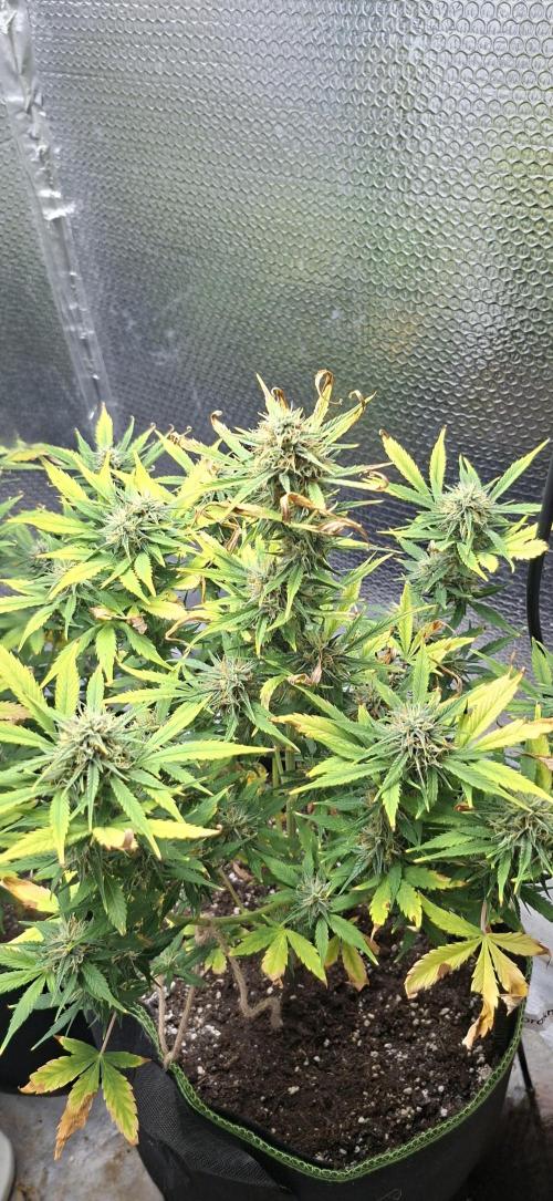 Auto purple couskush 2025. Week 10