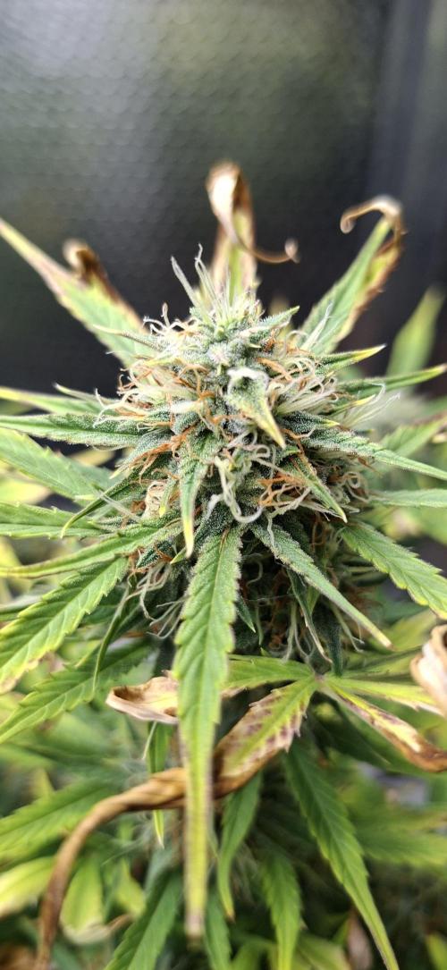 Auto purple couskush 2025. Week 10