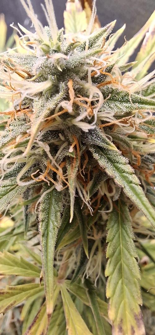 Auto purple couskush 2025. Week 10