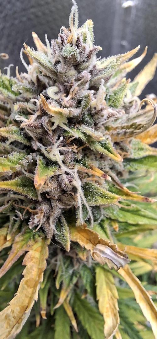 Auto purple couskush 2025. Week 12