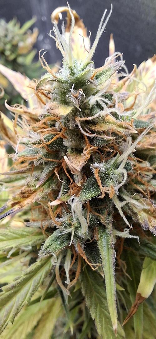 Auto purple couskush 2025. Week 12