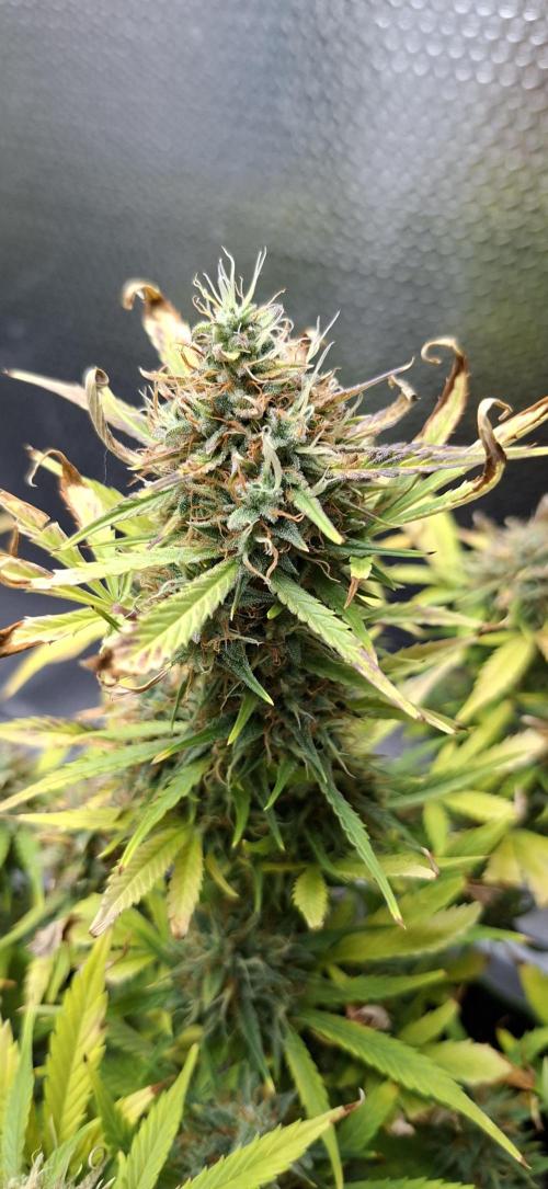 Auto purple couskush 2025. Week 12