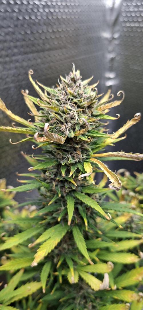 Auto purple couskush 2025. Week 12