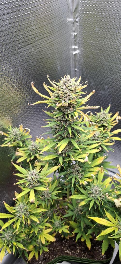 Auto purple couskush 2025. Week 12