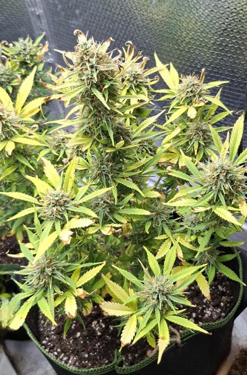 Auto purple couskush 2025. Week 12