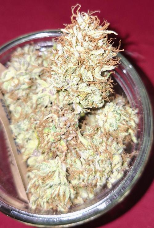 Auto purple couskush 2025. Week 13